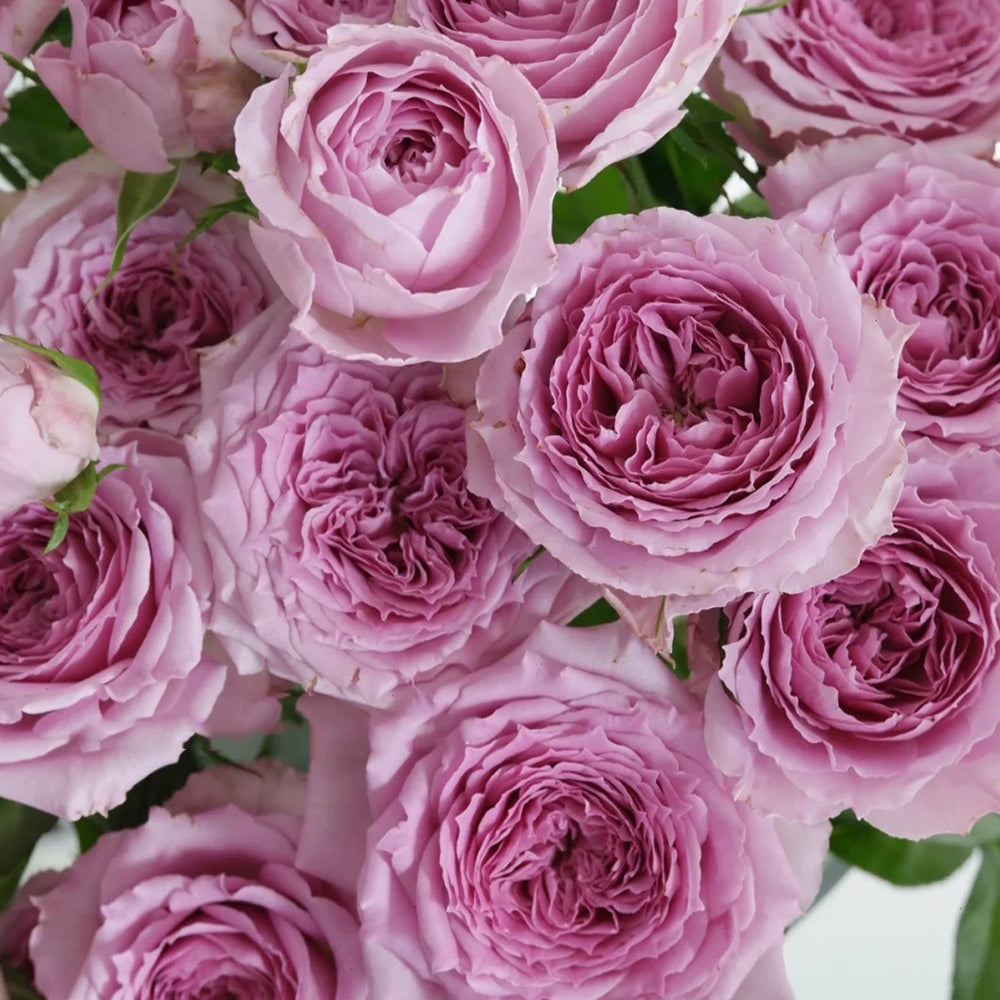 German Florist Shrub Rose Inspired by Country Spirit Song