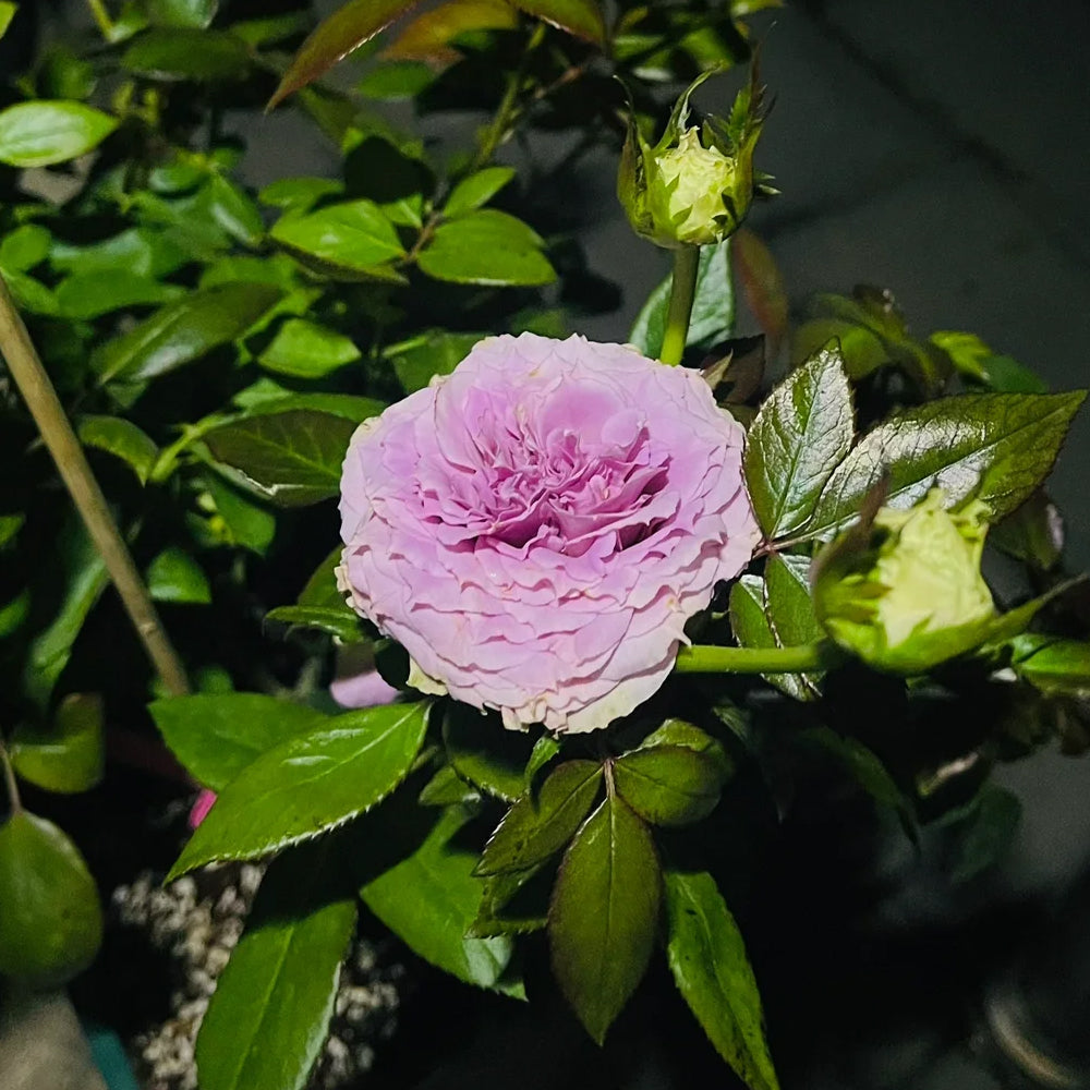 German Florist Shrub Rose Inspired by Country Spirit Song