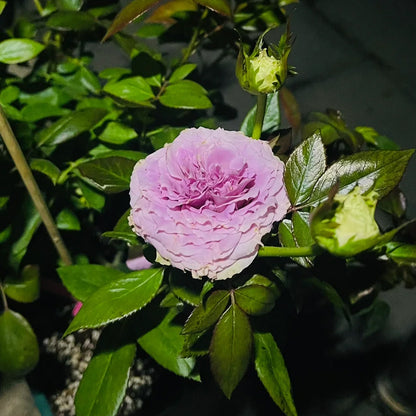 German Florist Shrub Rose Inspired by Country Spirit Song