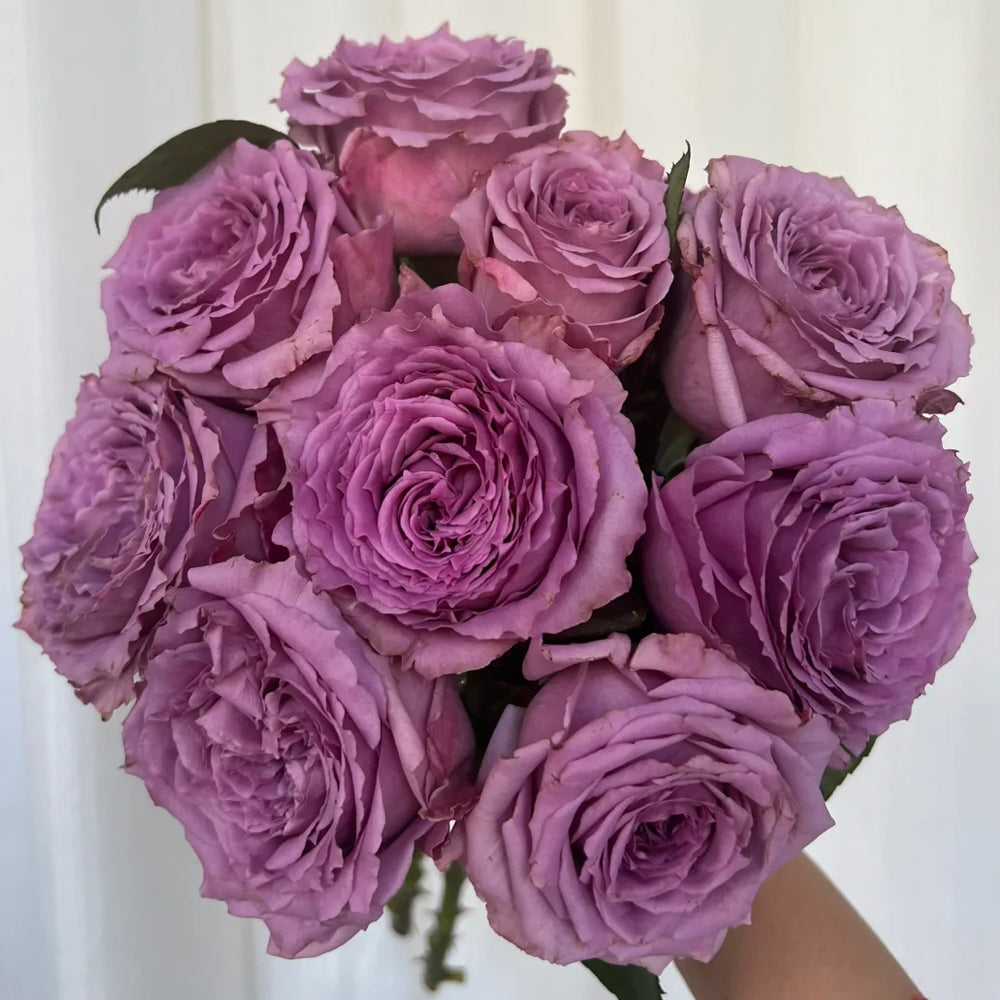 German Florist Shrub Rose Inspired by Country Spirit Song