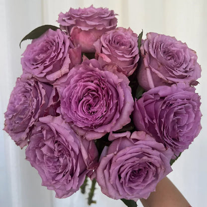 German Florist Shrub Rose Inspired by Country Spirit Song