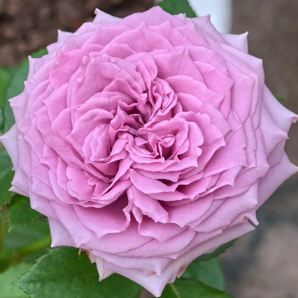 German Florist Shrub Rose Inspired by Country Spirit Song
