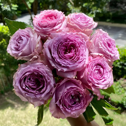 German Florist Shrub Rose Inspired by Country Spirit Song