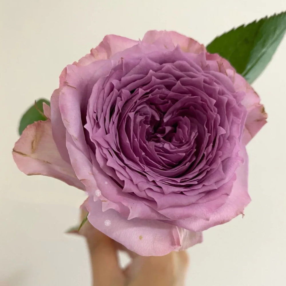 German Florist Shrub Rose Inspired by Country Spirit Song