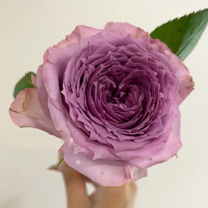 German Florist Shrub Rose Inspired by Country Spirit Song