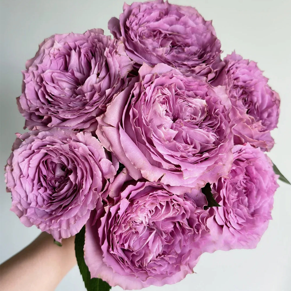 Country Spirit Song German Florist Shrub Rose