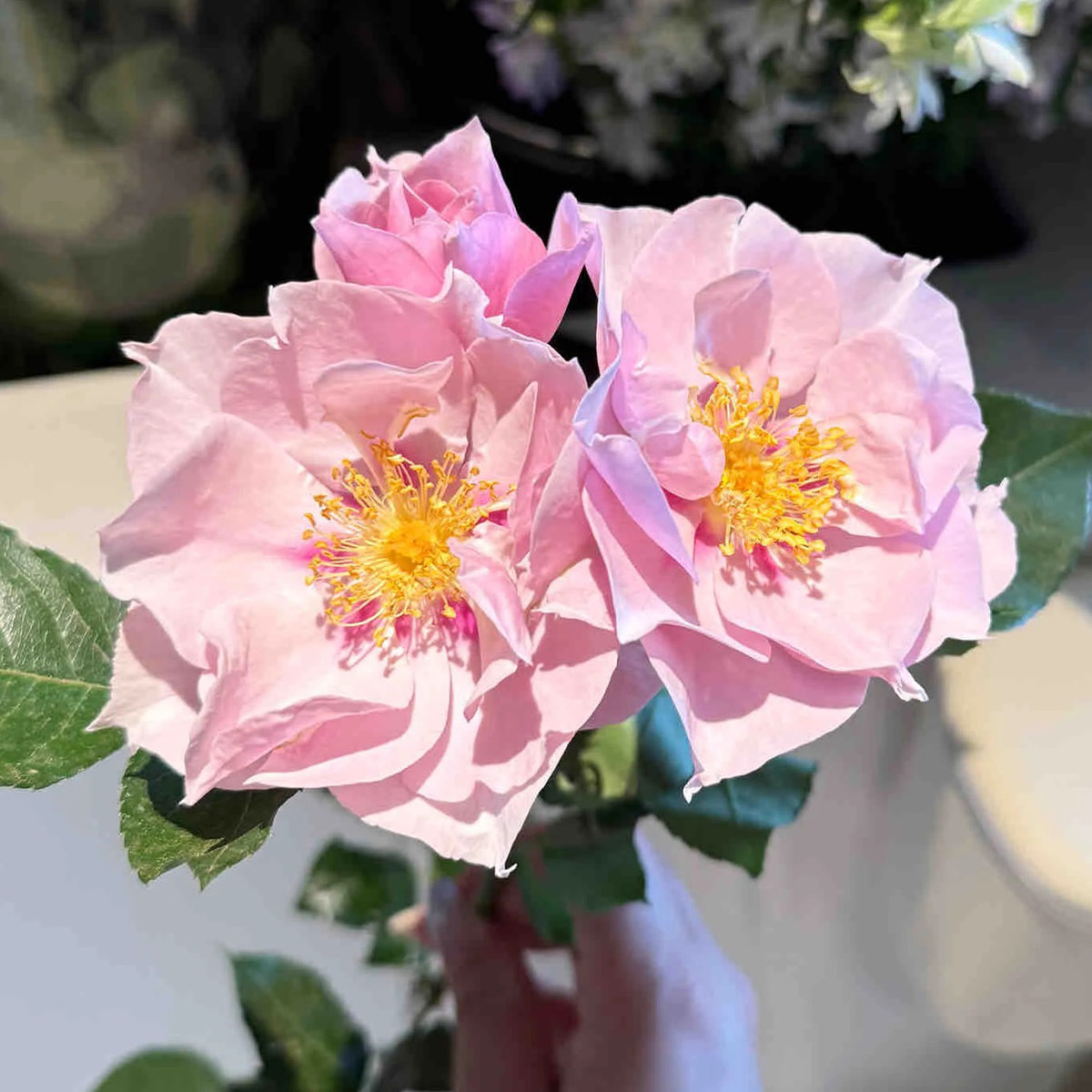 Coup de Coeur Japanese Garden Shrub Rose