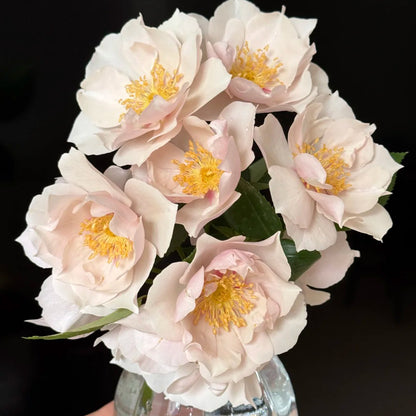 Coup de Coeur Japanese Garden Shrub Rose