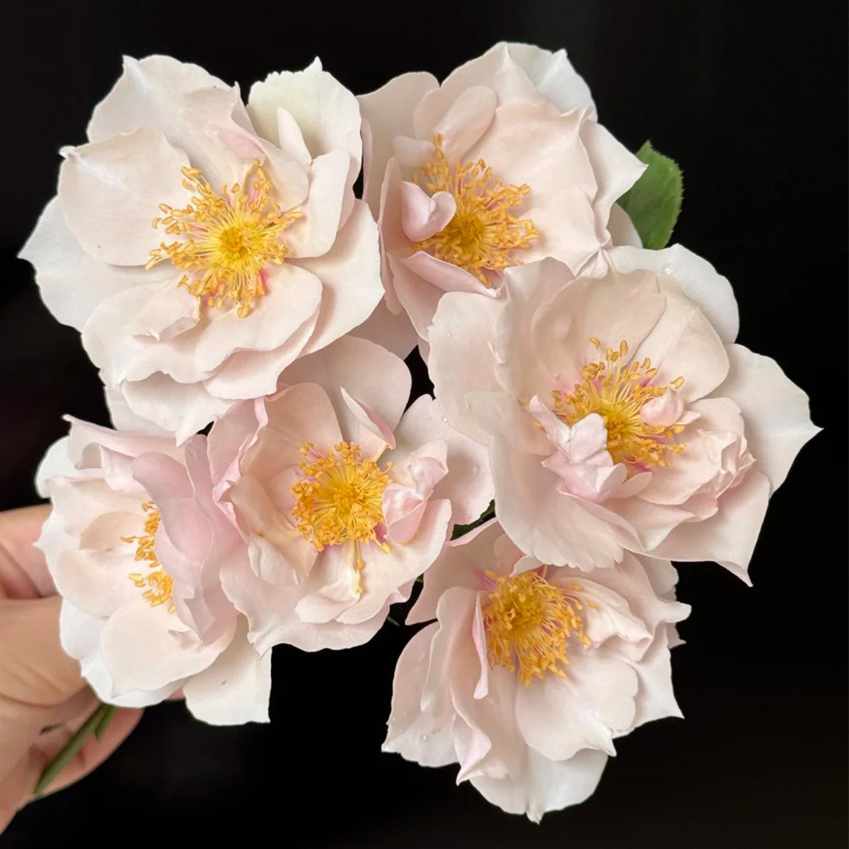 Coup de Coeur Japanese Garden Shrub Rose