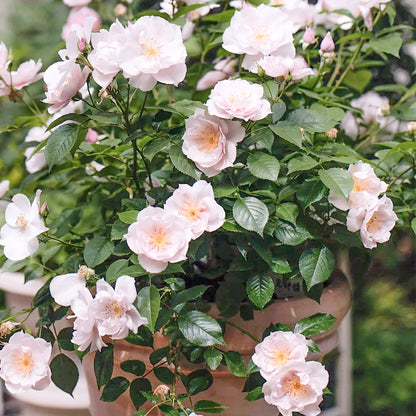 Coup de Coeur Japanese Garden Shrub Rose