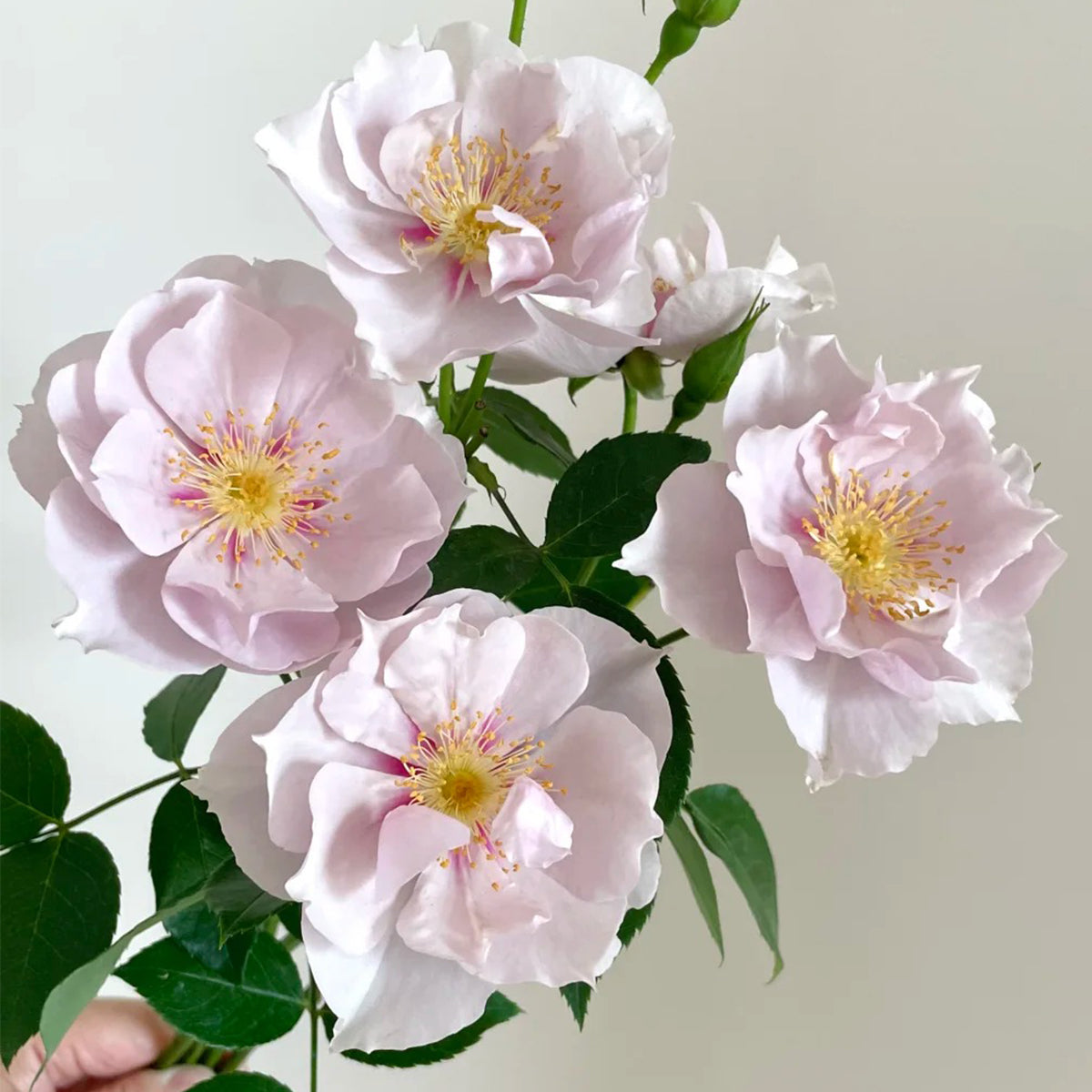 Coup de Coeur Japanese Garden Shrub Rose