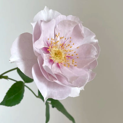 Coup de Coeur Japanese Garden Shrub Rose