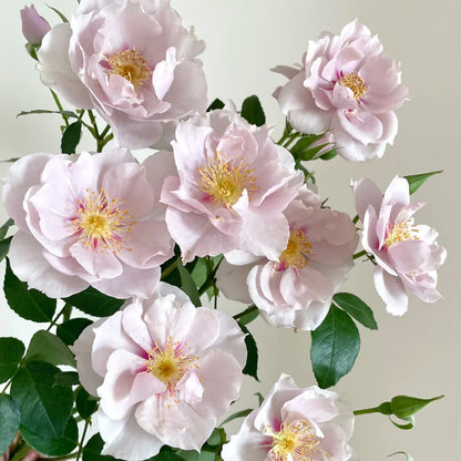 Coup de Coeur Japanese Garden Shrub Rose