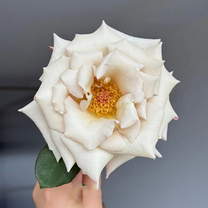 Courage Japanese Florist Shrub Rose