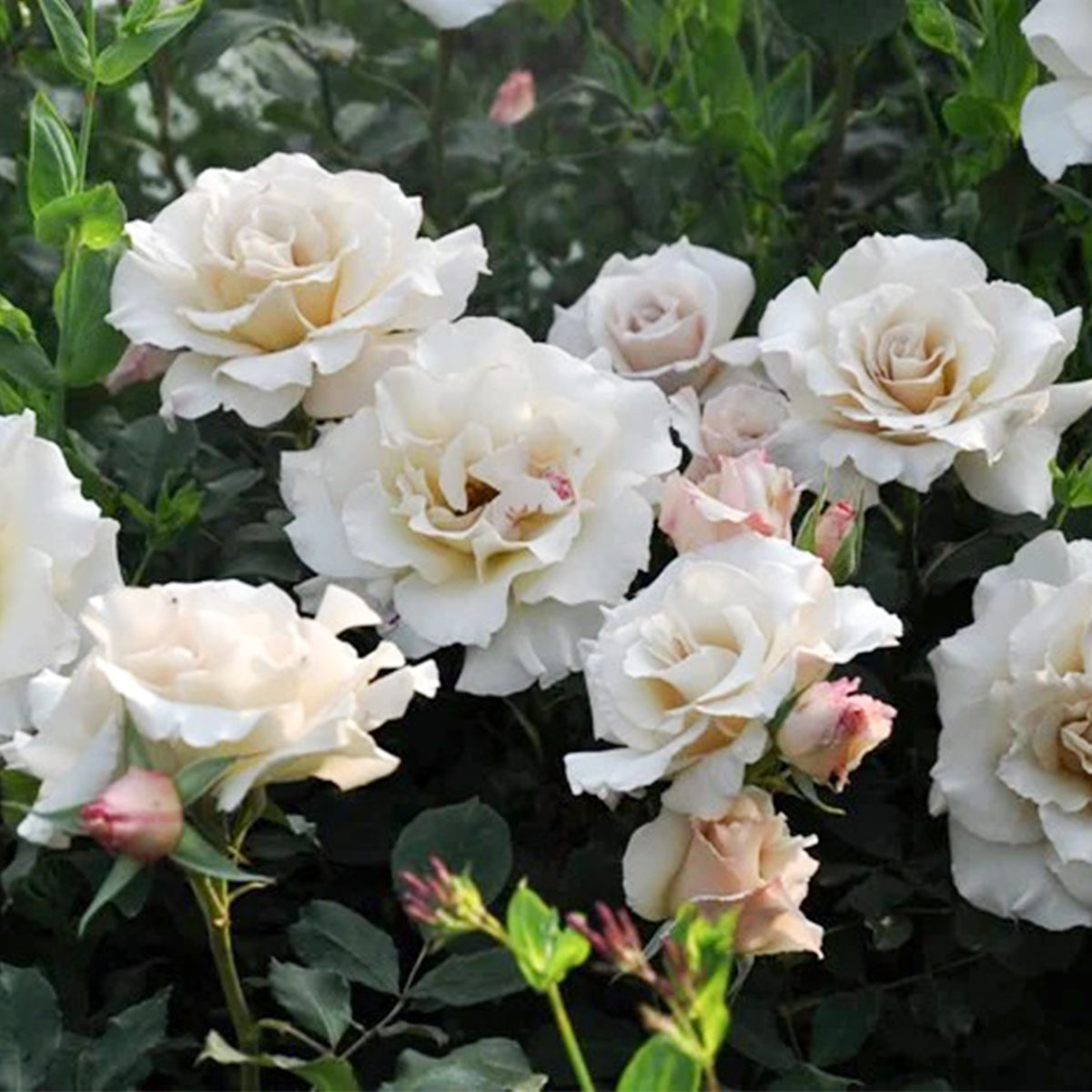 Courage Japanese Florist Shrub Rose