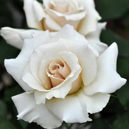 Courage Japanese Florist Shrub Rose