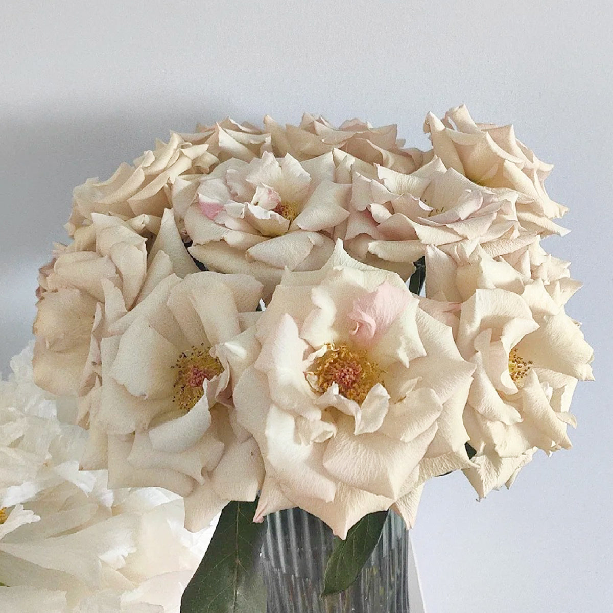 Courage Japanese Florist Shrub Rose