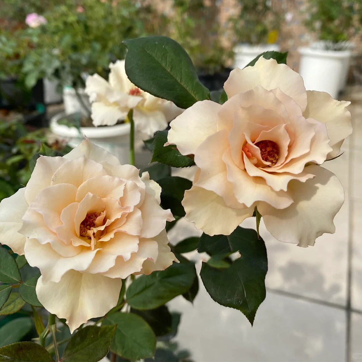 Courage Japanese Florist Shrub Rose