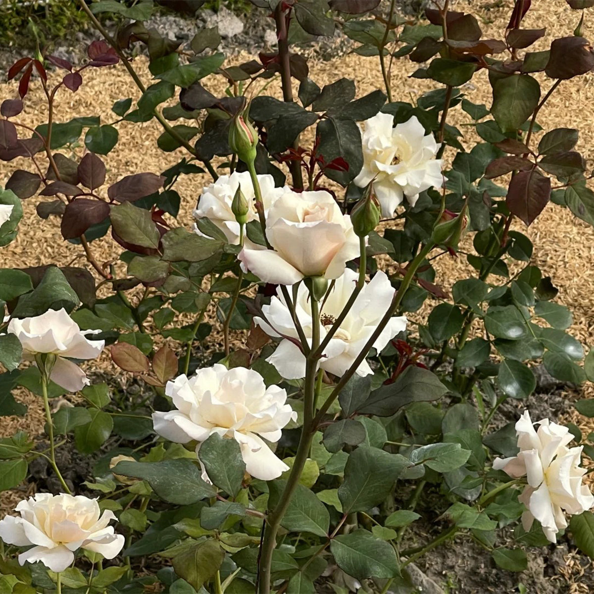 Courage Japanese Florist Shrub Rose