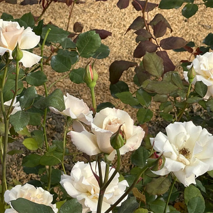 Courage Japanese Florist Shrub Rose