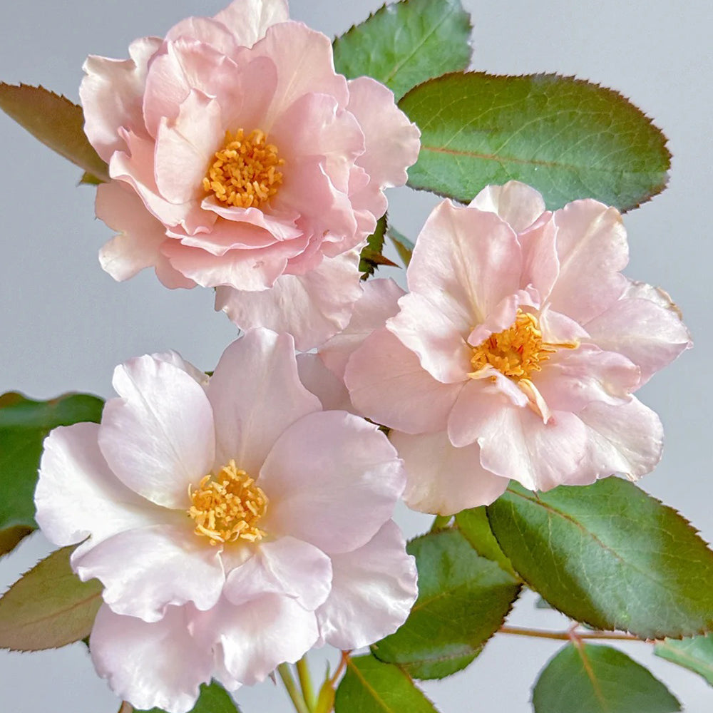 Couture Rose Tilia Japanese Garden Shrub Rose Bush For Sale