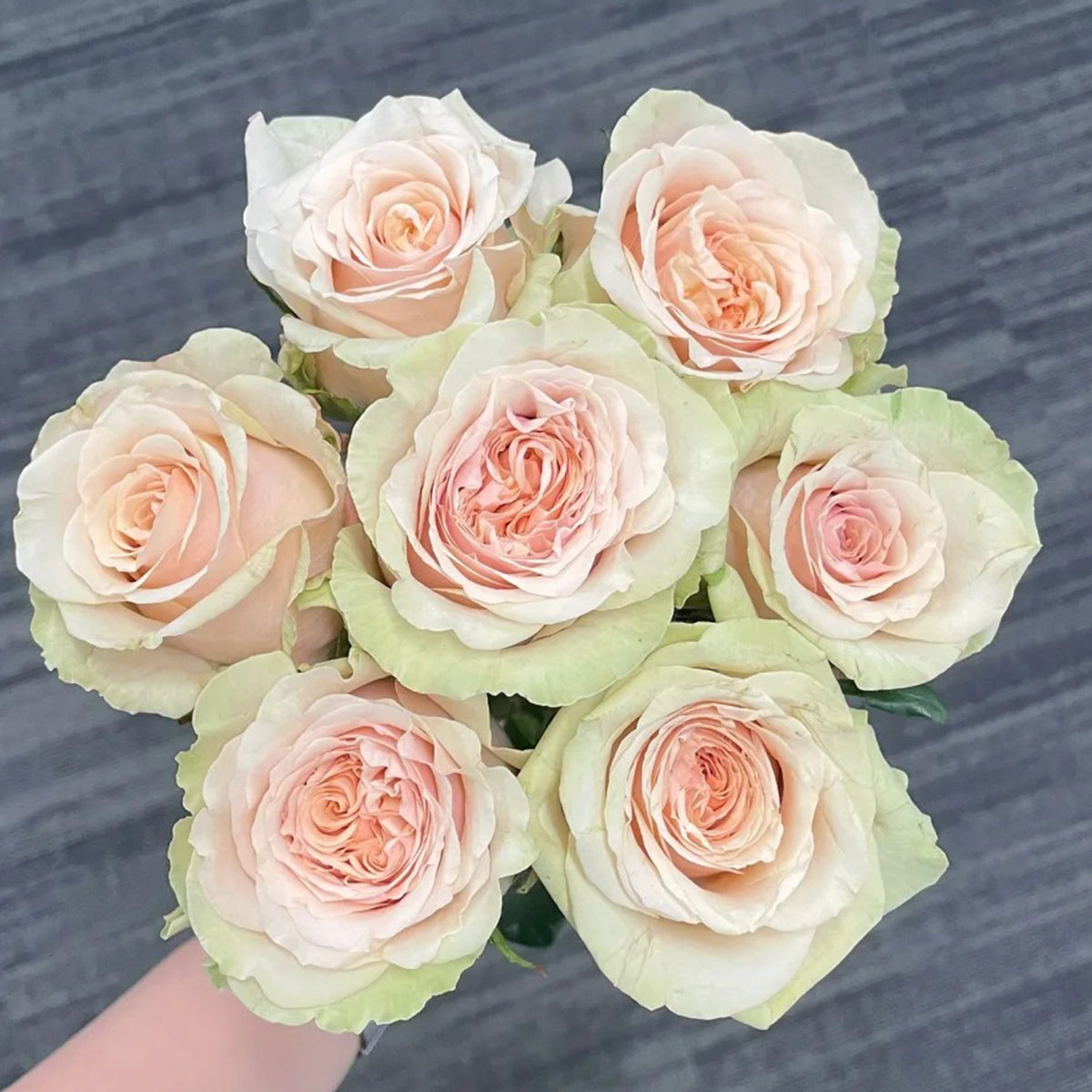 Creme Brulee Chinese Florist Shrub Rose