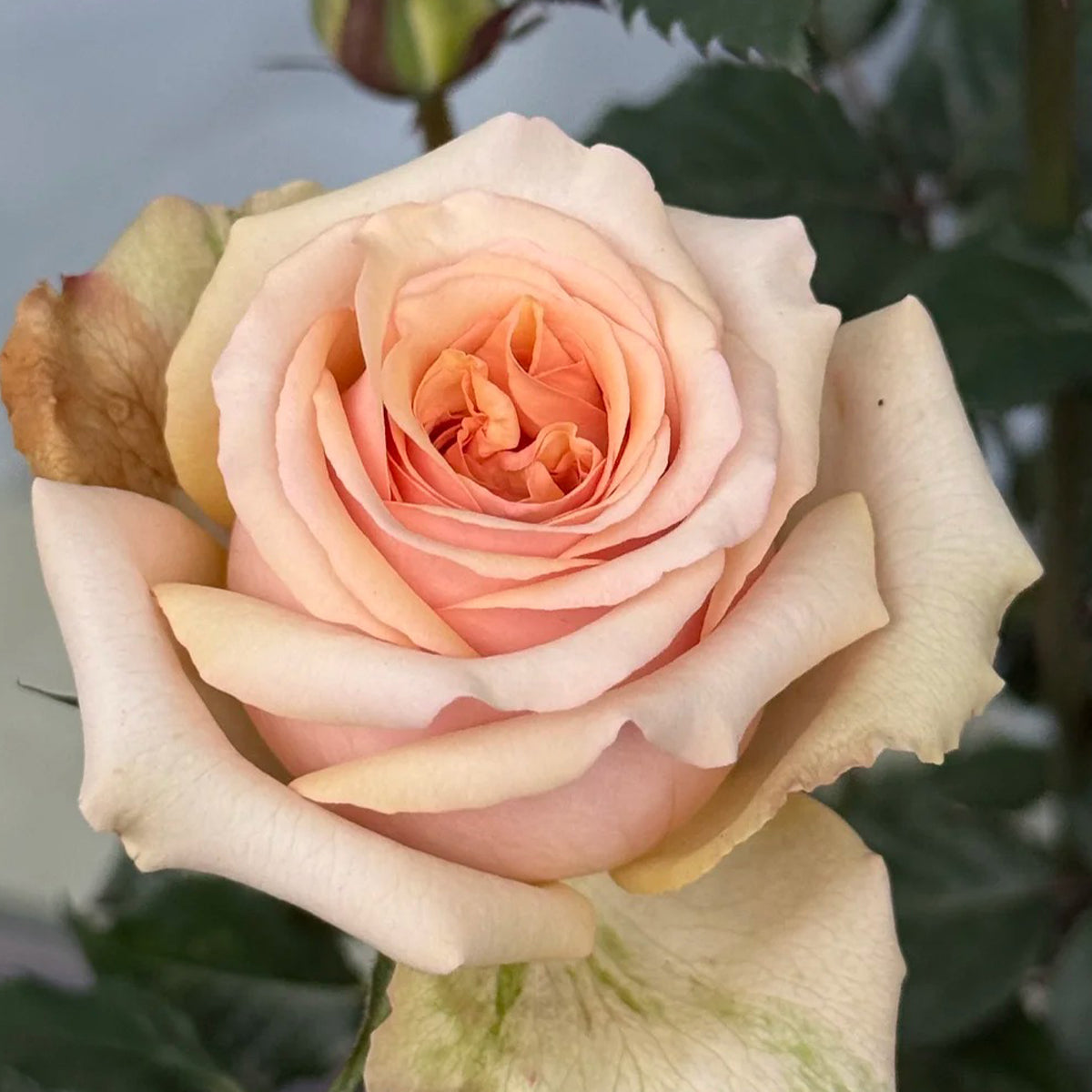 Creme Brulee Chinese Florist Shrub Rose