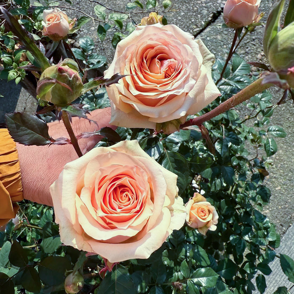 Creme Brulee Chinese Florist Shrub Rose