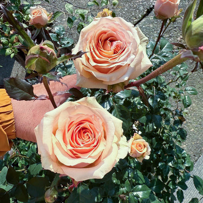 Creme Brulee Chinese Florist Shrub Rose