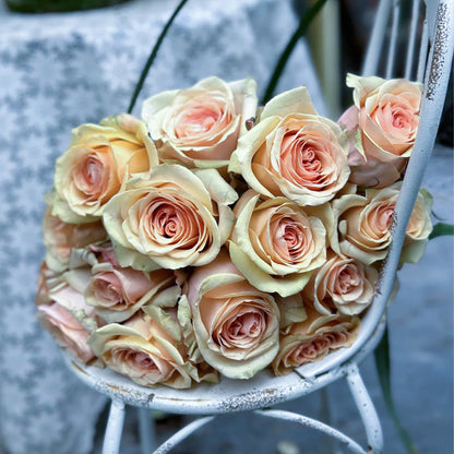 Creme Brulee Chinese Florist Shrub Rose