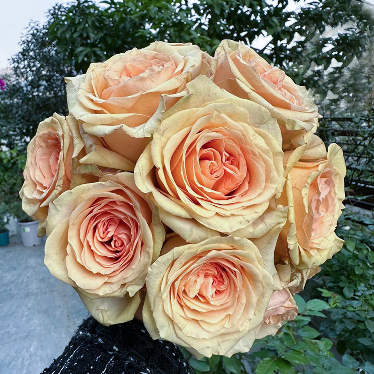 Creme Brulee Chinese Florist Shrub Rose