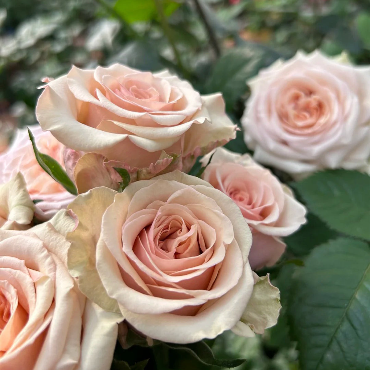 Creme Brulee Chinese Florist Shrub Rose