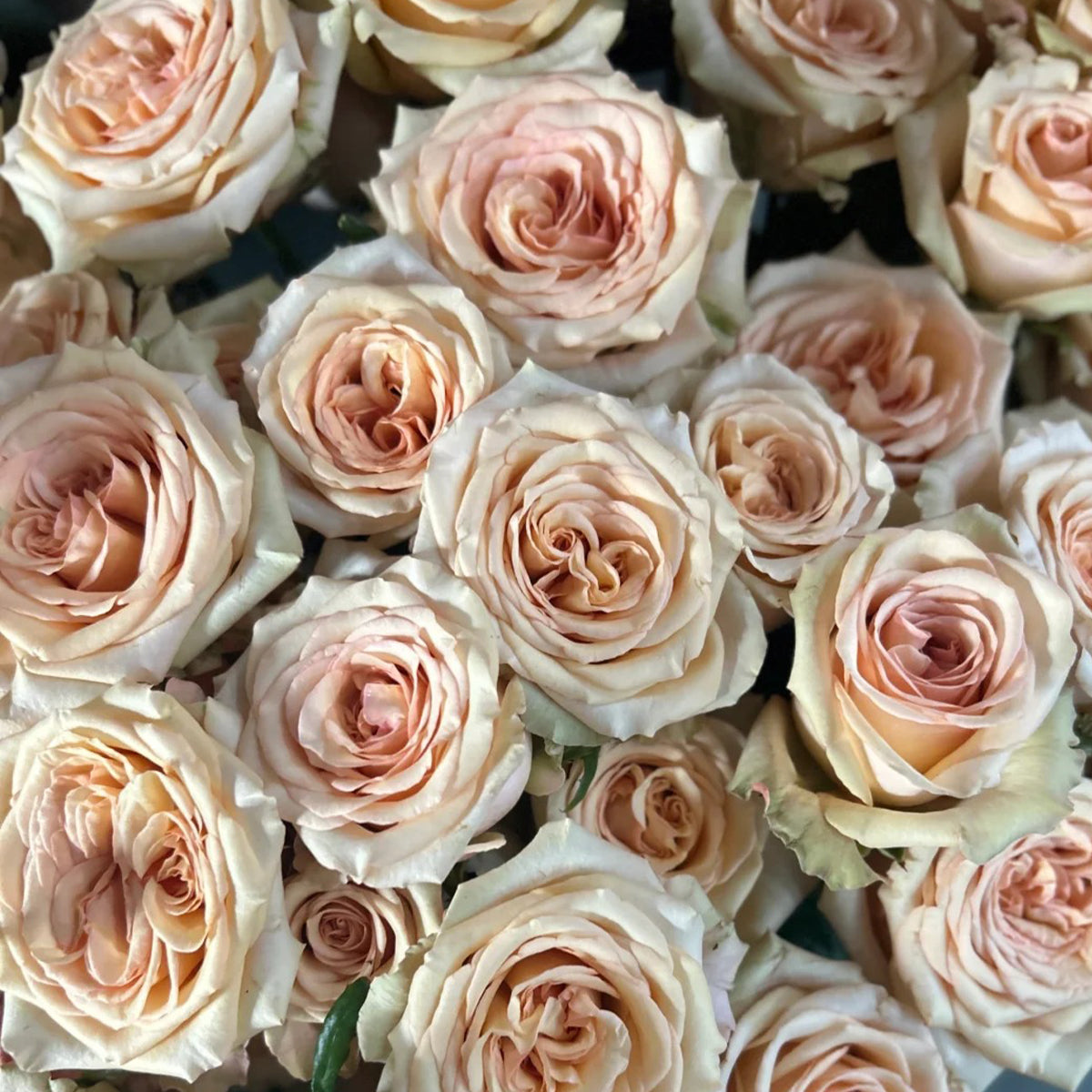 Creme Brulee Chinese Florist Shrub Rose