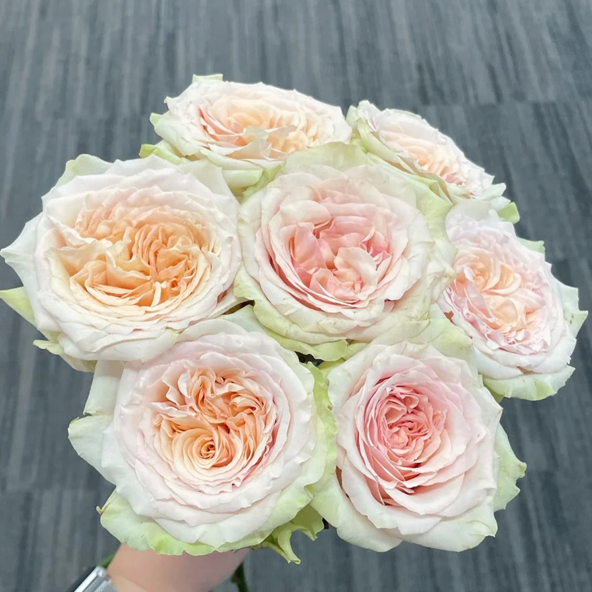 Creme Brulee Chinese Florist Shrub Rose