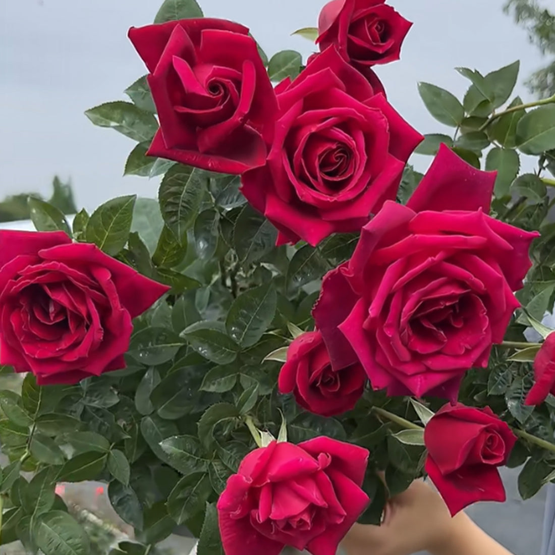 Crimson Glory German Florist Hybrid Tea Rose