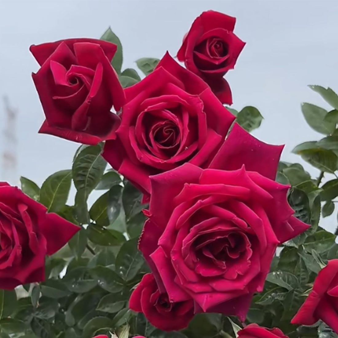 Crimson Glory German Florist Hybrid Tea Rose