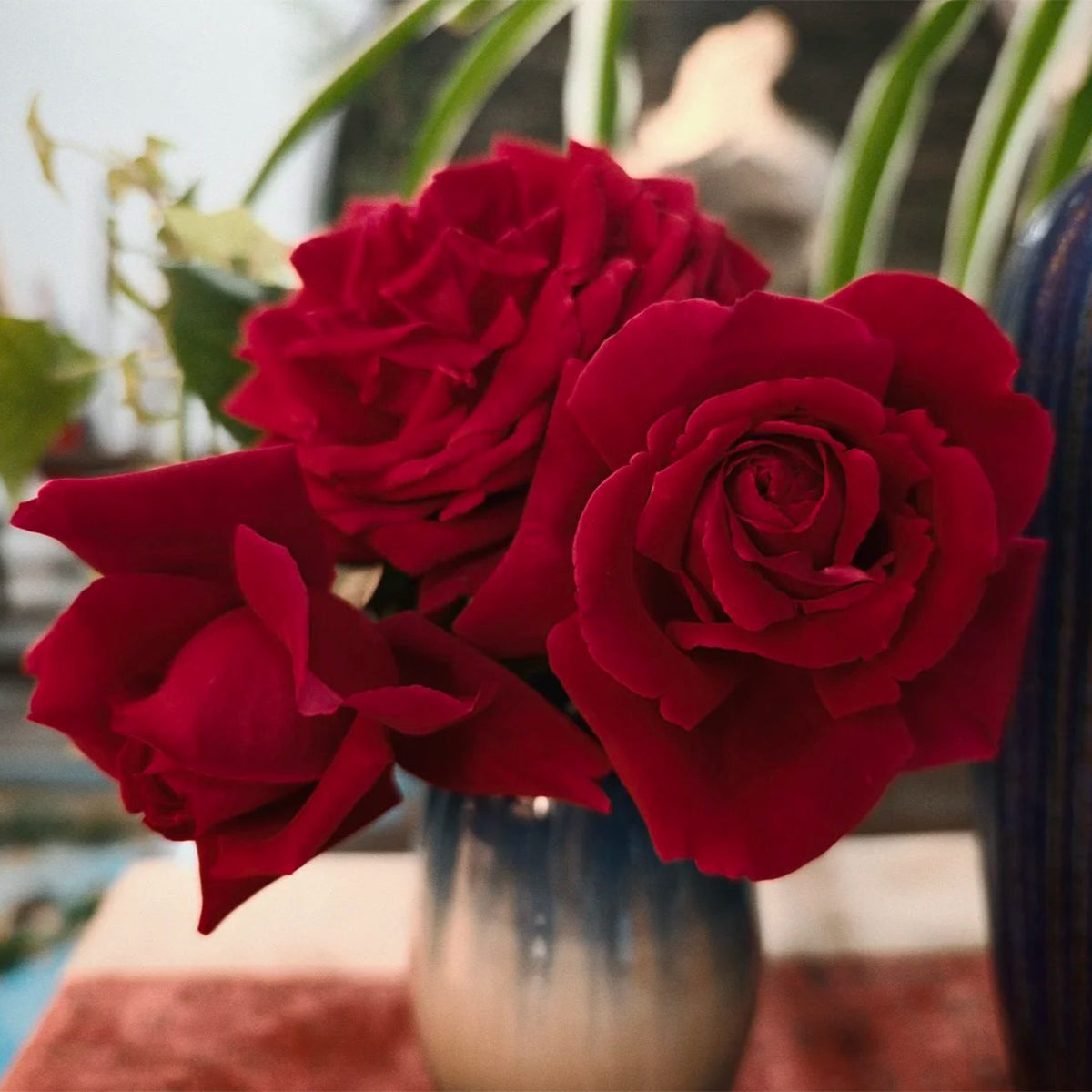 Crimson Glory German Florist Hybrid Tea Rose