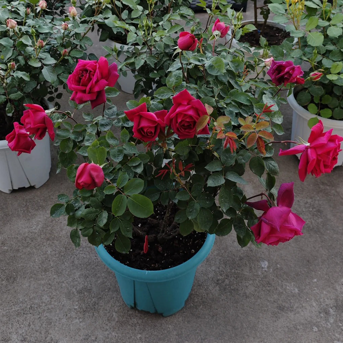 Crimson Glory German Florist Hybrid Tea Rose