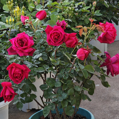 Crimson Glory German Florist Hybrid Tea Rose
