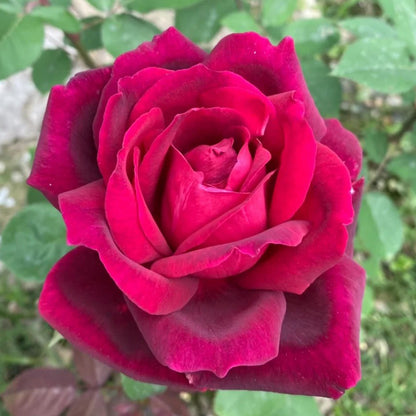 Crimson Glory German Florist Hybrid Tea Rose