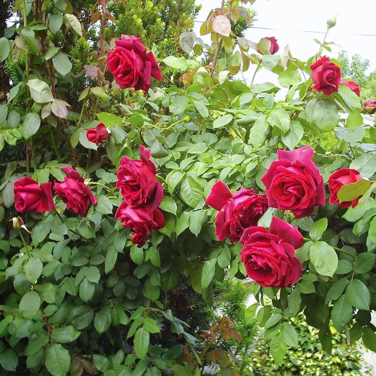 Crimson Glory German Florist Hybrid Tea Rose