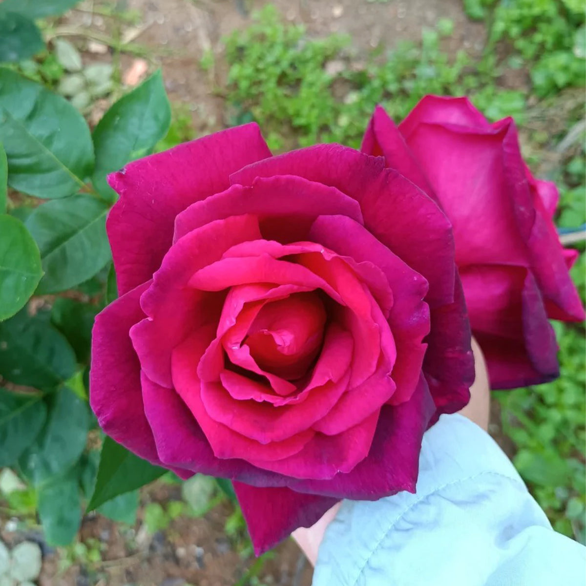 Crimson Glory German Florist Hybrid Tea Rose