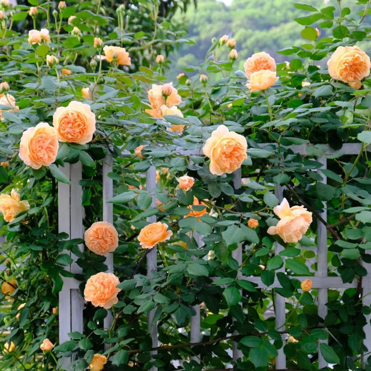 AUSwinter Rose – English Garden Climbing Rose Own Root