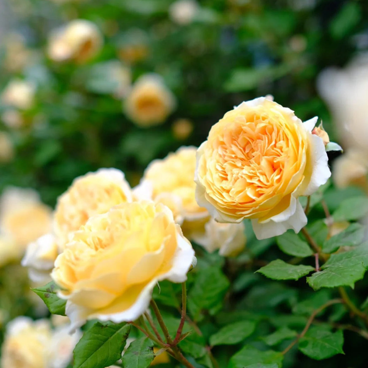 AUSwinter Rose – English Garden Climbing Rose Live Plant
