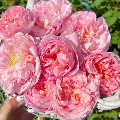 Dames de Chenonceau French Florist Climbing Rose