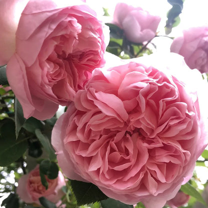 Dames de Chenonceau French Florist Climbing Rose