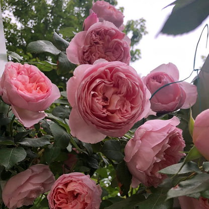 Dames de Chenonceau French Florist Climbing Rose