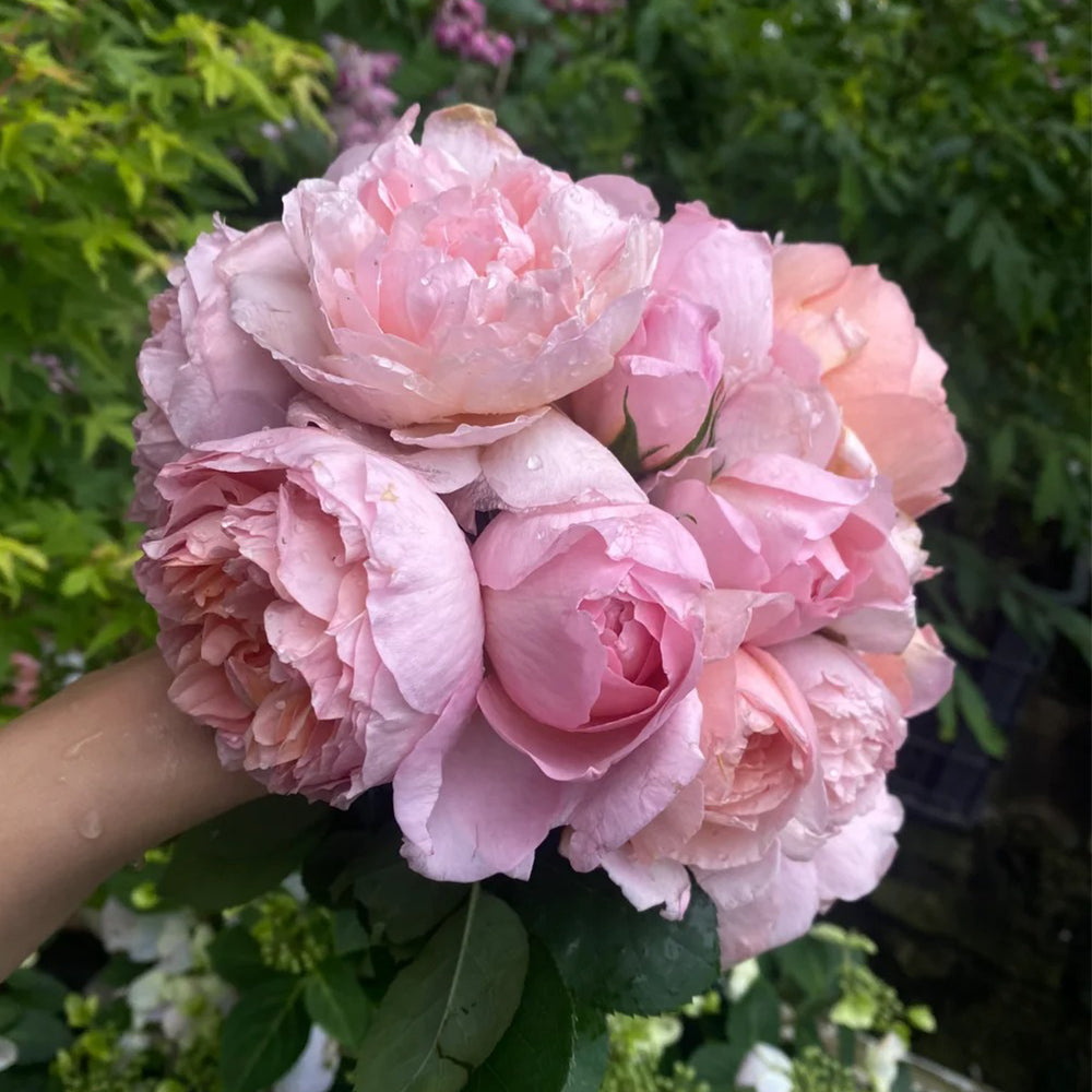 Dames de Chenonceau French Florist Climbing Rose