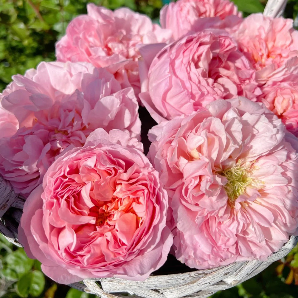 Dames de Chenonceau French Florist Climbing Rose