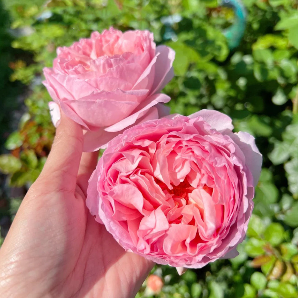 Dames de Chenonceau French Florist Climbing Rose